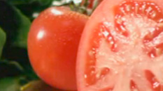 Tomatoes